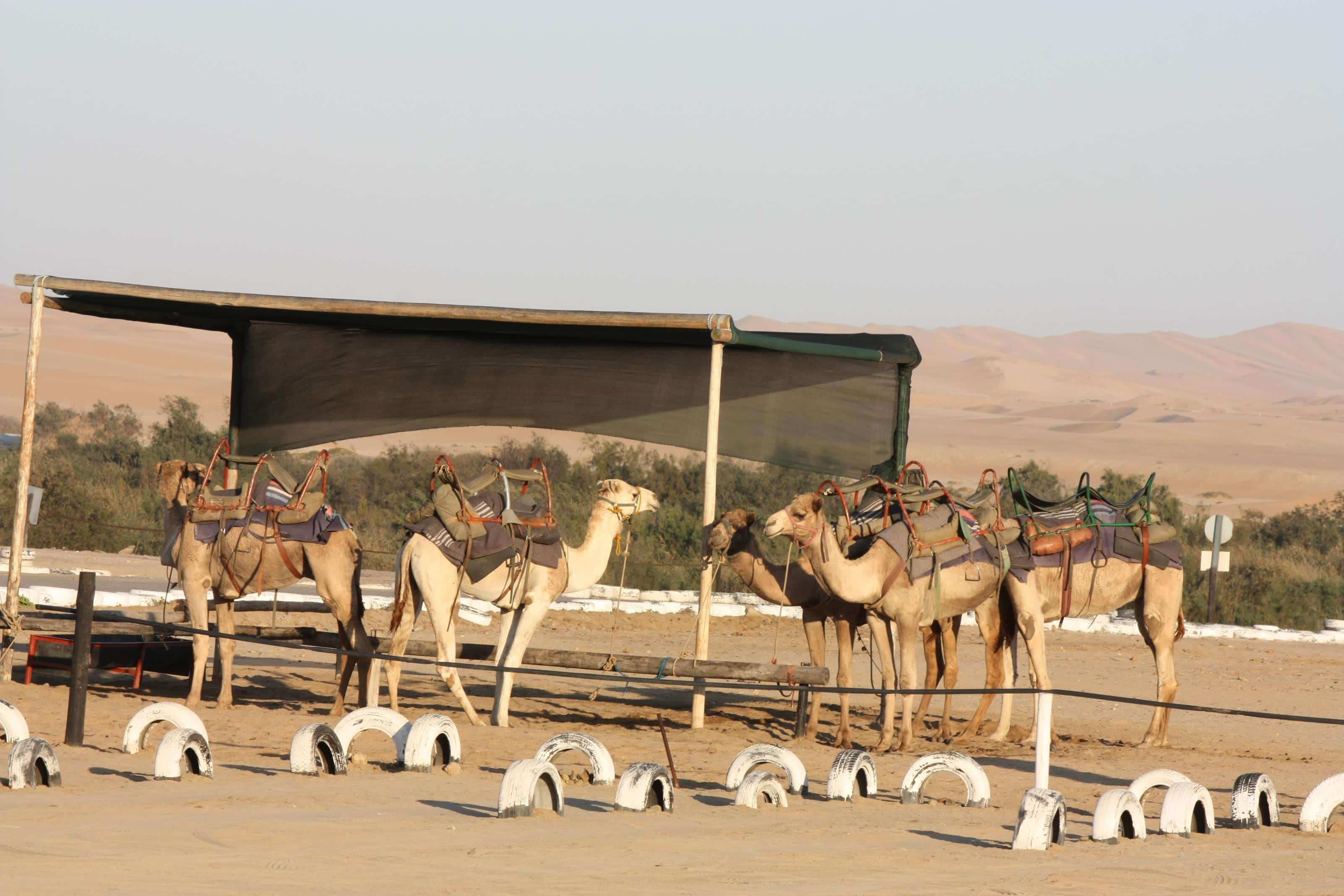 camel farm swakopmund tours