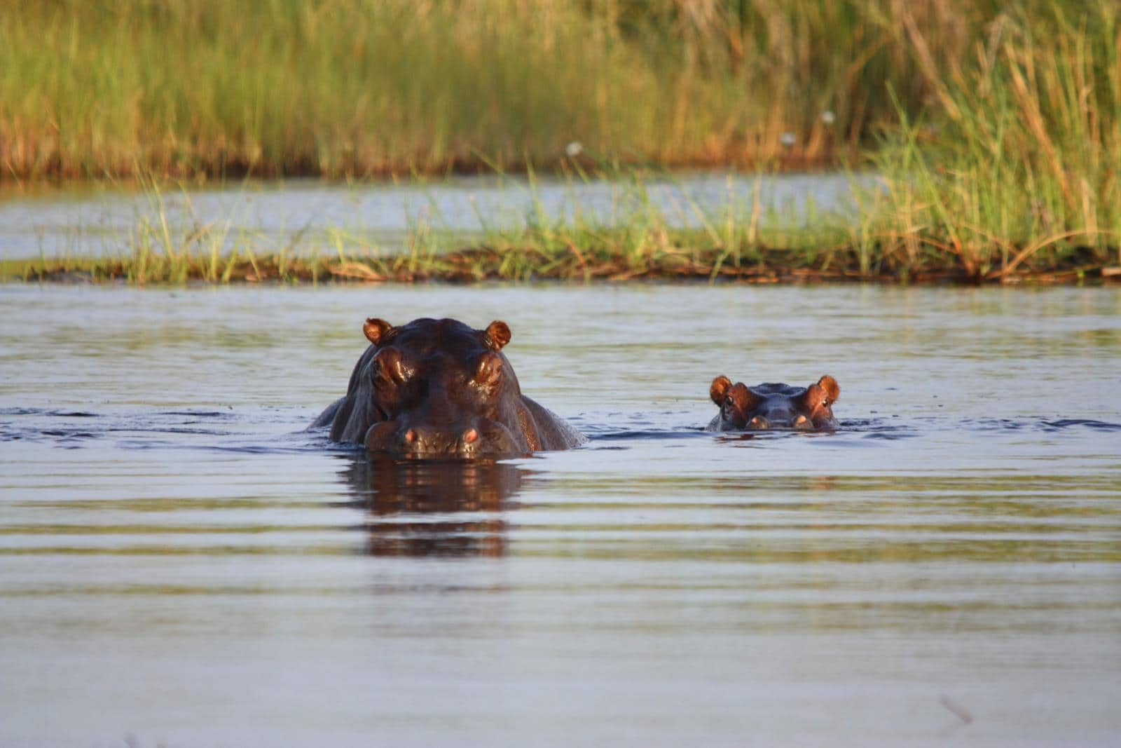 Hippos in the Kwando River in the Caprivi, Namibia. 