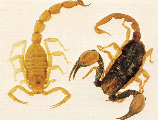 Lethal scorpions have bigger tails and smaller pincers than harmless scorpions. 