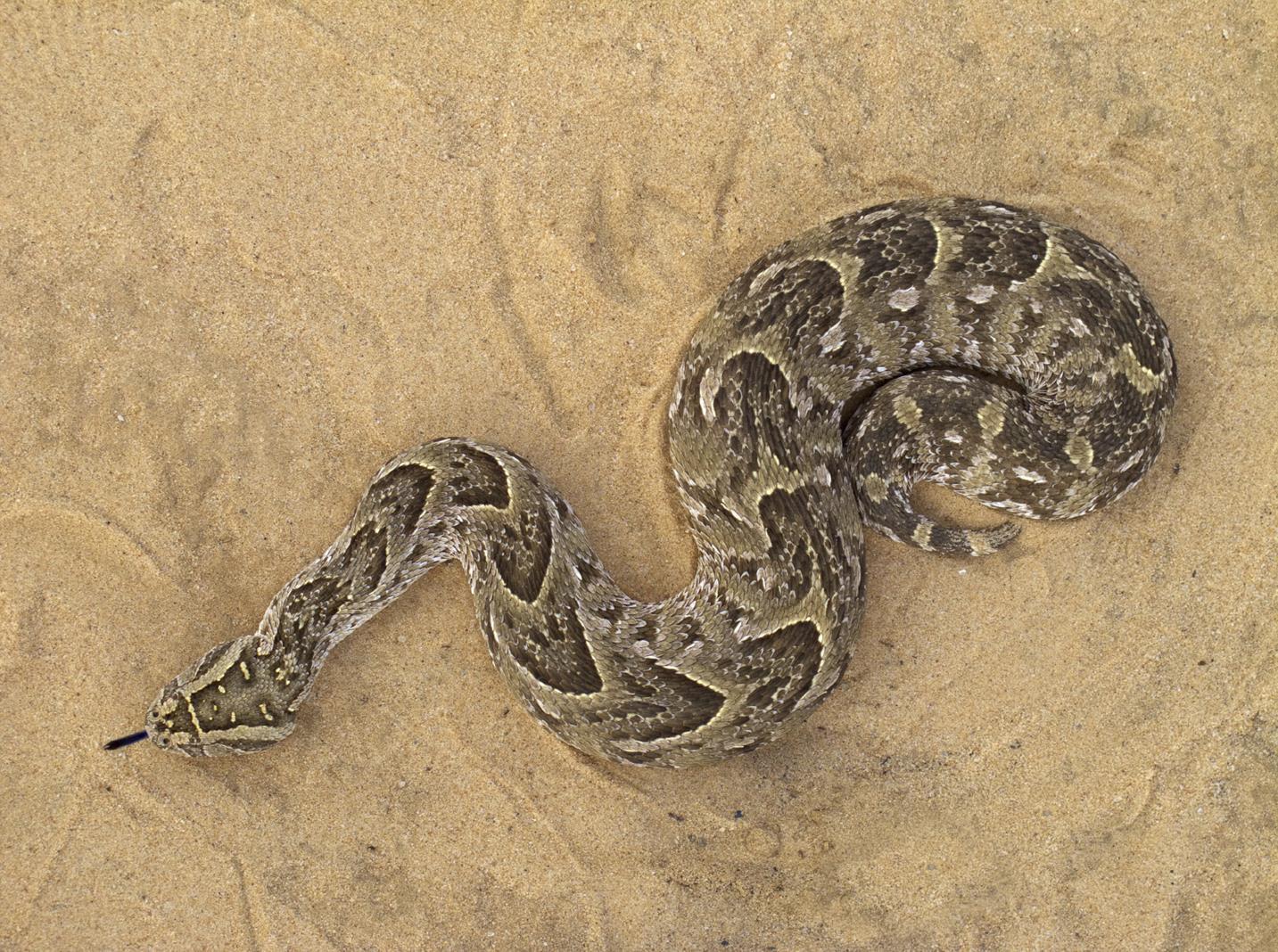 The Puff adder is widely spread throughout South Africa, Namibia, Botswana, Zambia, Zimbabwe, Malawi and Mozambique. 