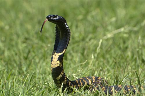 The Rinkhals (spitting cobra) is found in south Africa, Lesotho and Swaziland. 