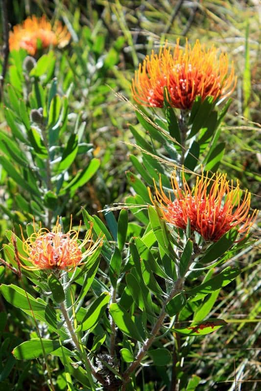 A flowering Pincussion Protea. 
