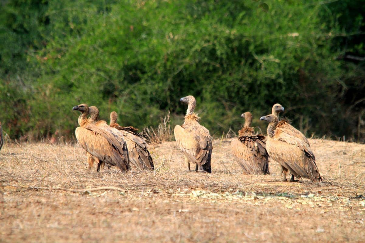 A flock of Whitebacked vultures. 