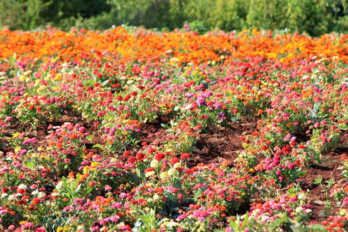 A bright patch of cultivated flowers. 