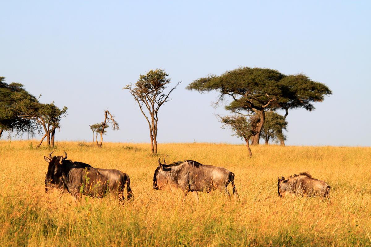 Blue Wildebeest roaming the plains. 