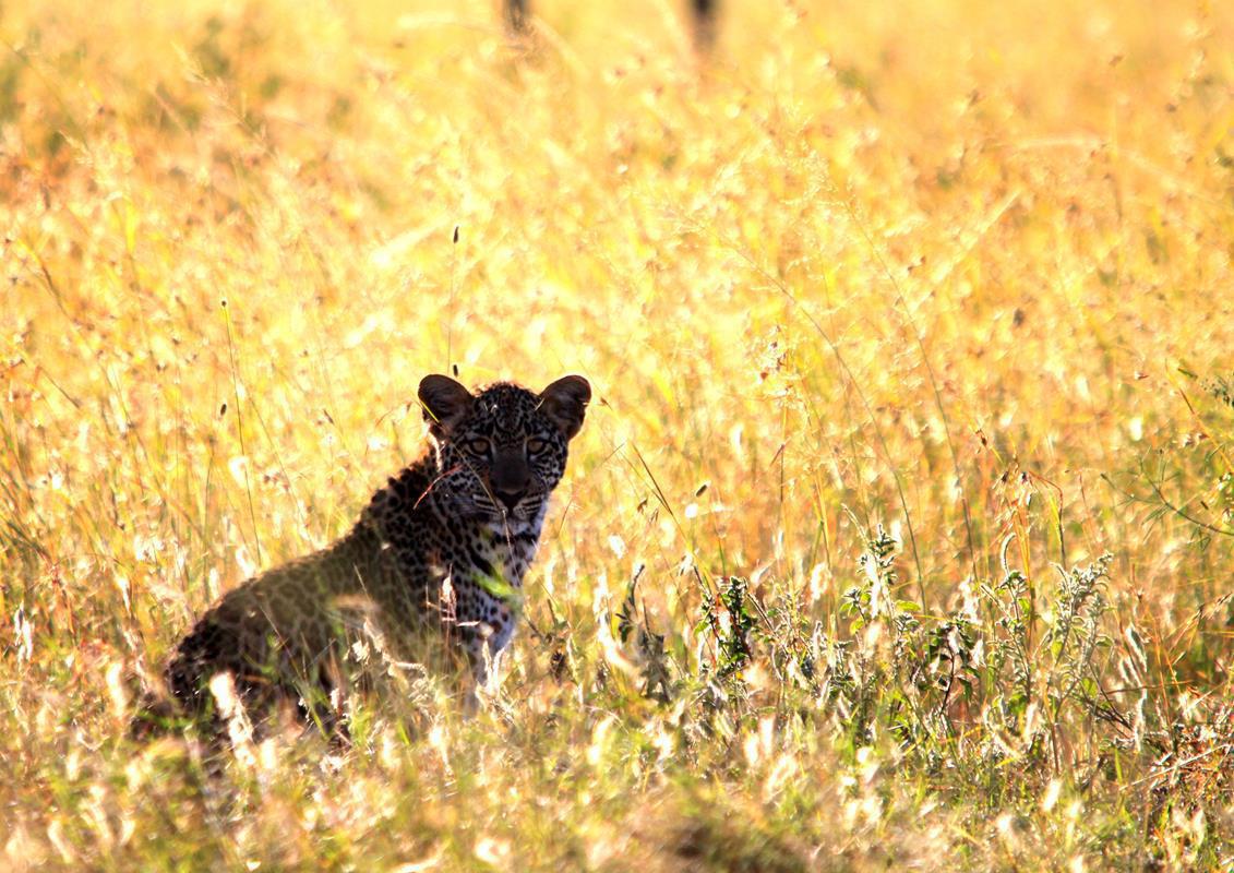 Leopard hiding in the long grass. 