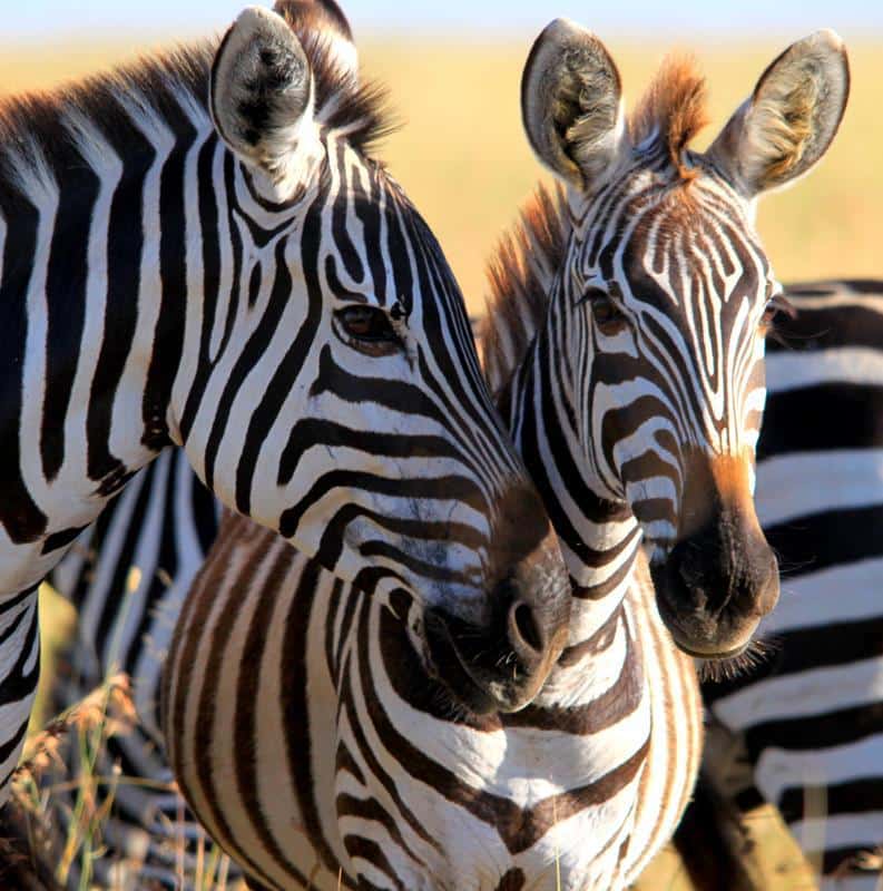 There are literally thousands of zebra on the plains. 