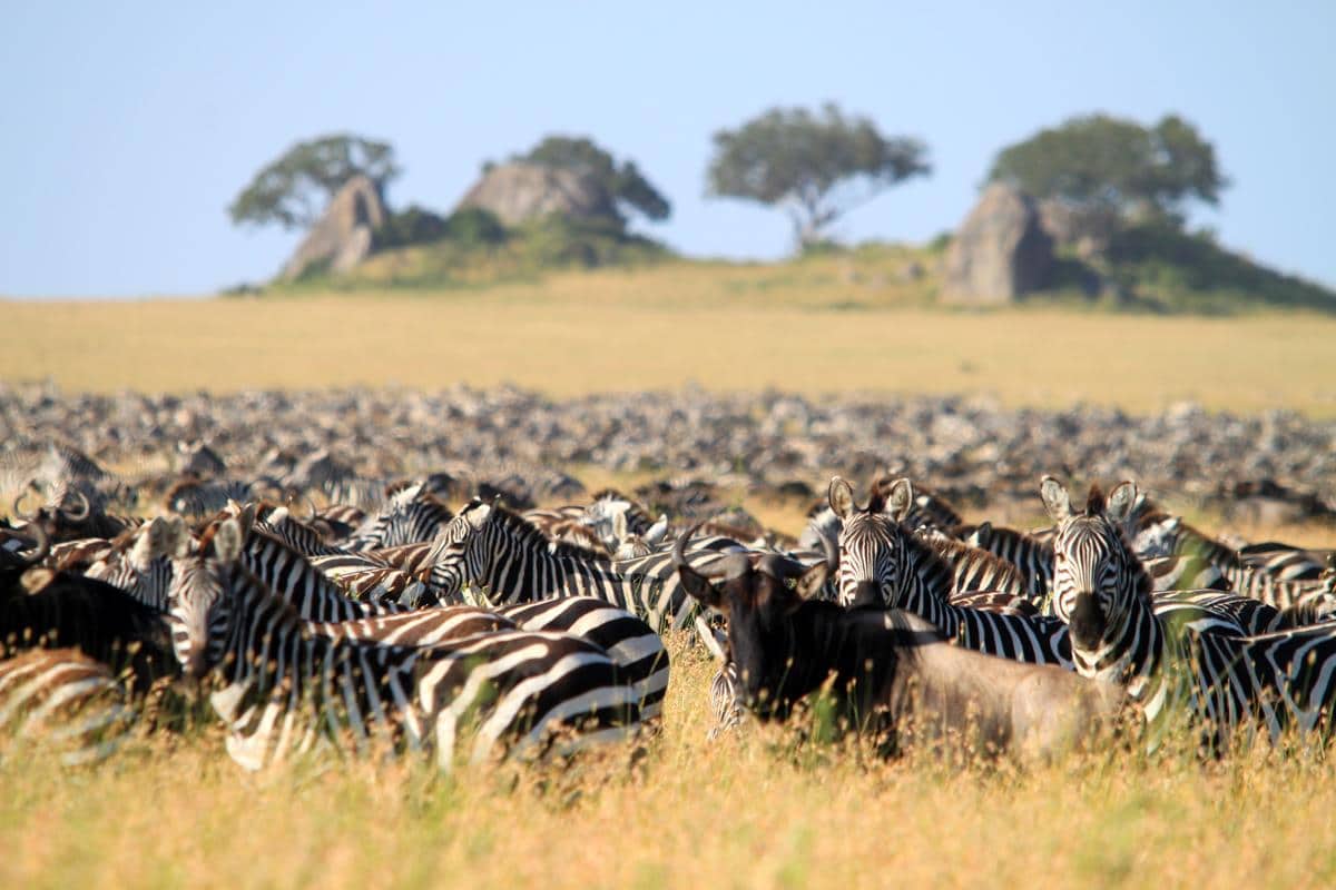 Thousands of zebra and blue wildebeest cover the Serengeti Plains during the migration. 