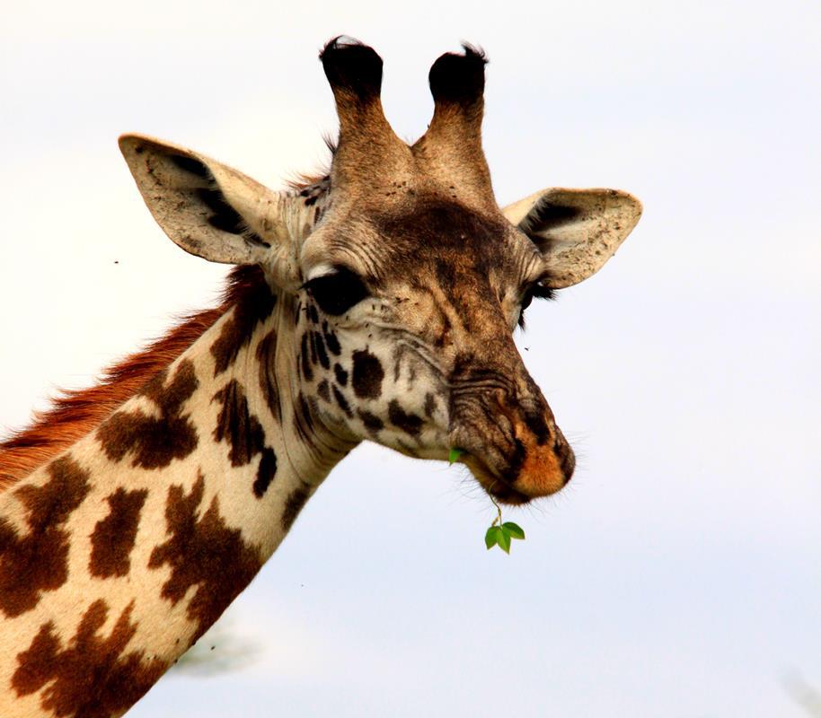 Gracious giraffe. 