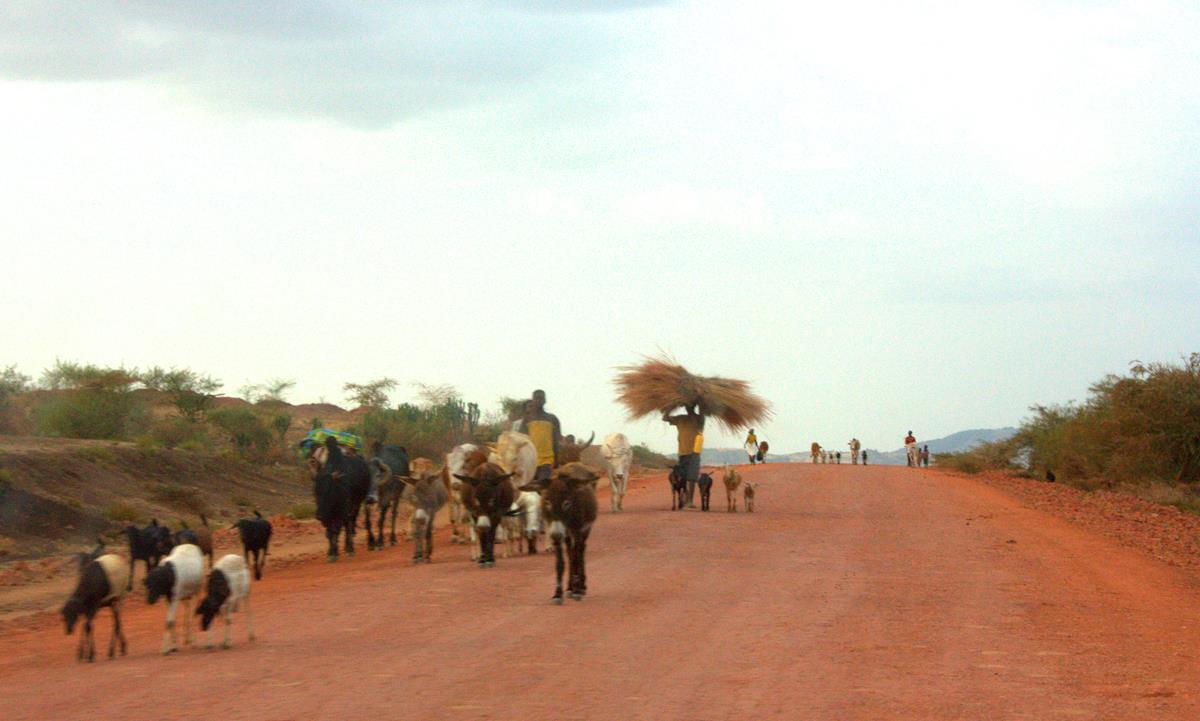 Everything on foot has right of road in Ethiopia. 