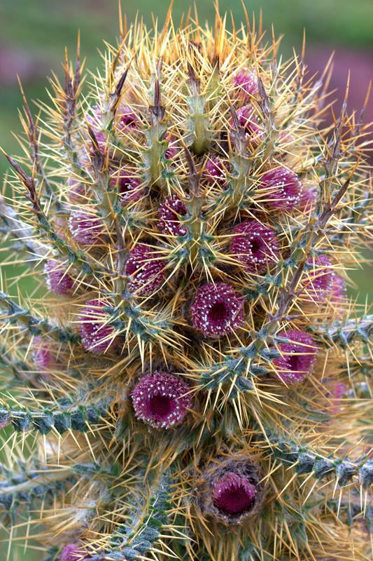 A stunning cacti specimen of the Bale Mountains. 