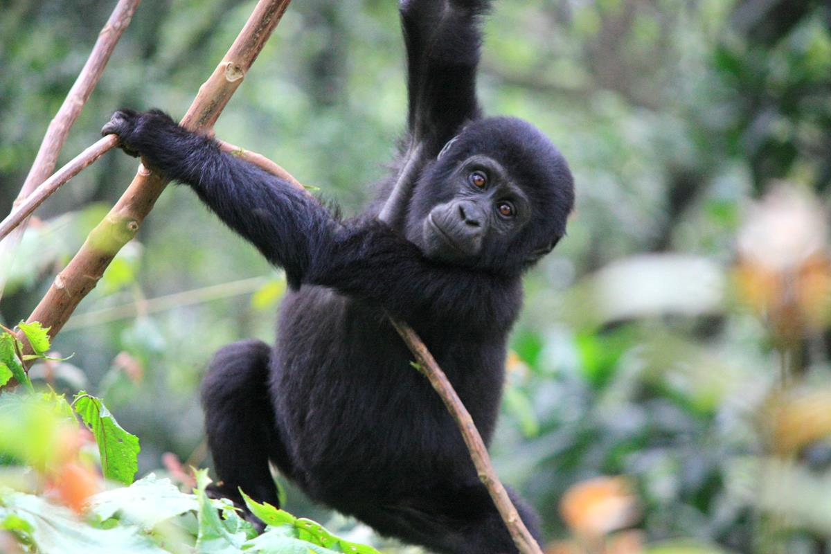 A juvenile gorilla in the Bwindi Impenetrable Forest in Uganda. 