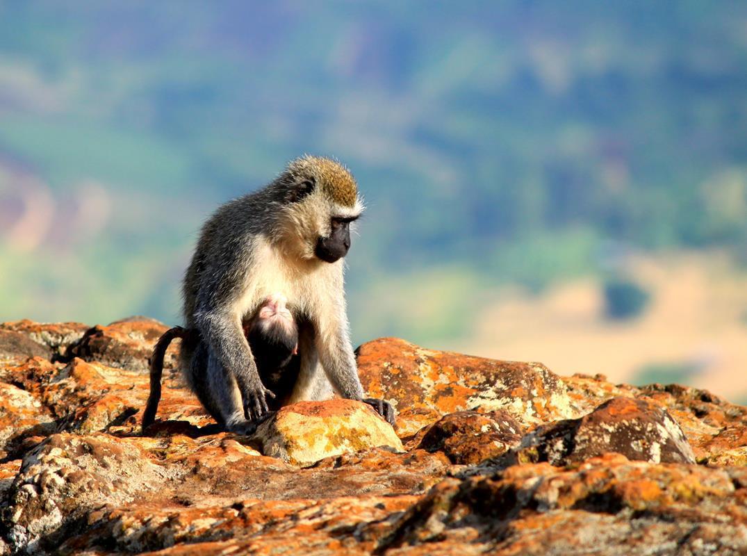 A vervet monkey carring her suckling baby. 