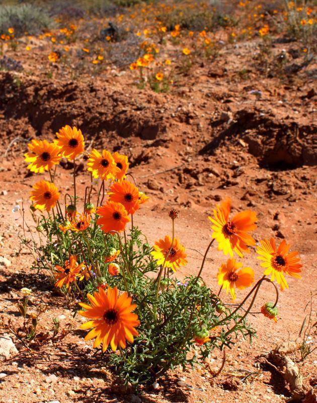 We were fortunate to see the remnants of the annual Namaqua spring flowers in the Richtersveld.
