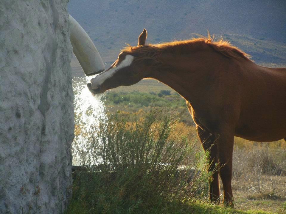 One of the horses drinking from the dam overflow. 