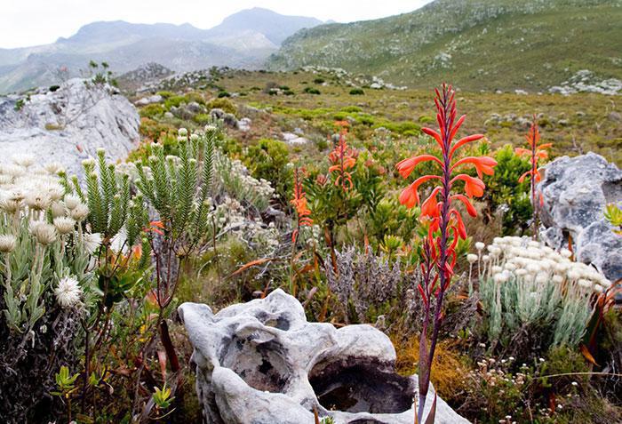 Fynbos from the Cape Floral Kingdom. 