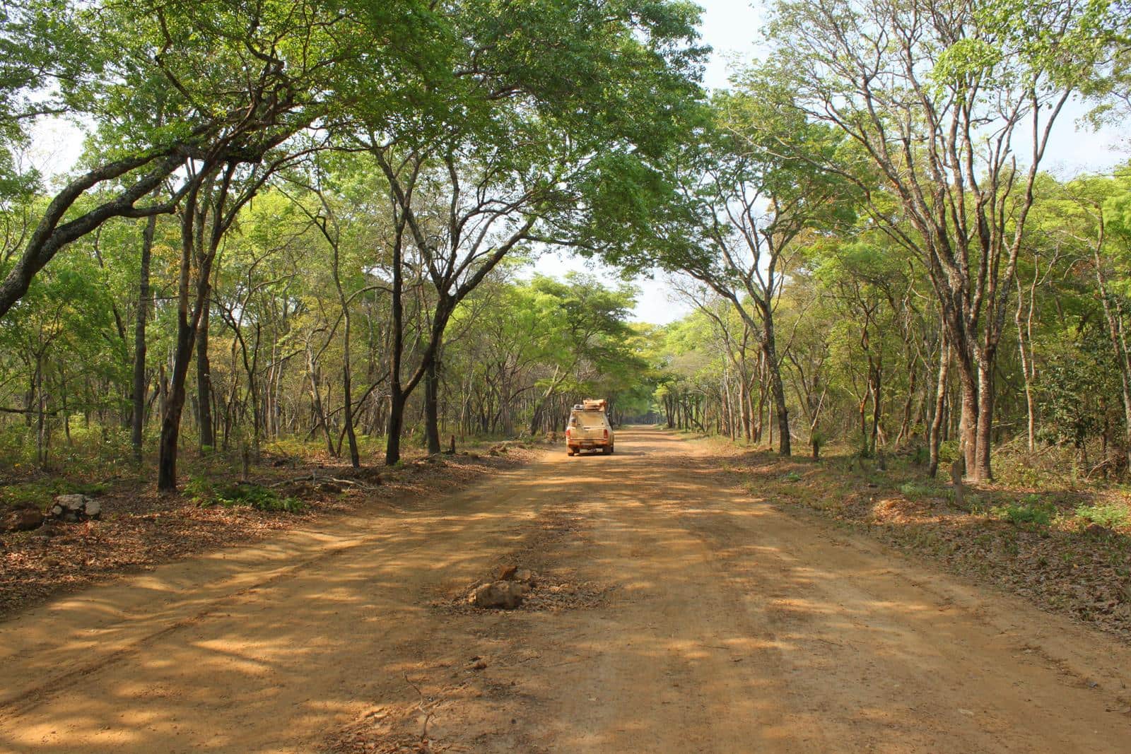 Passing through pristine African forest. 
