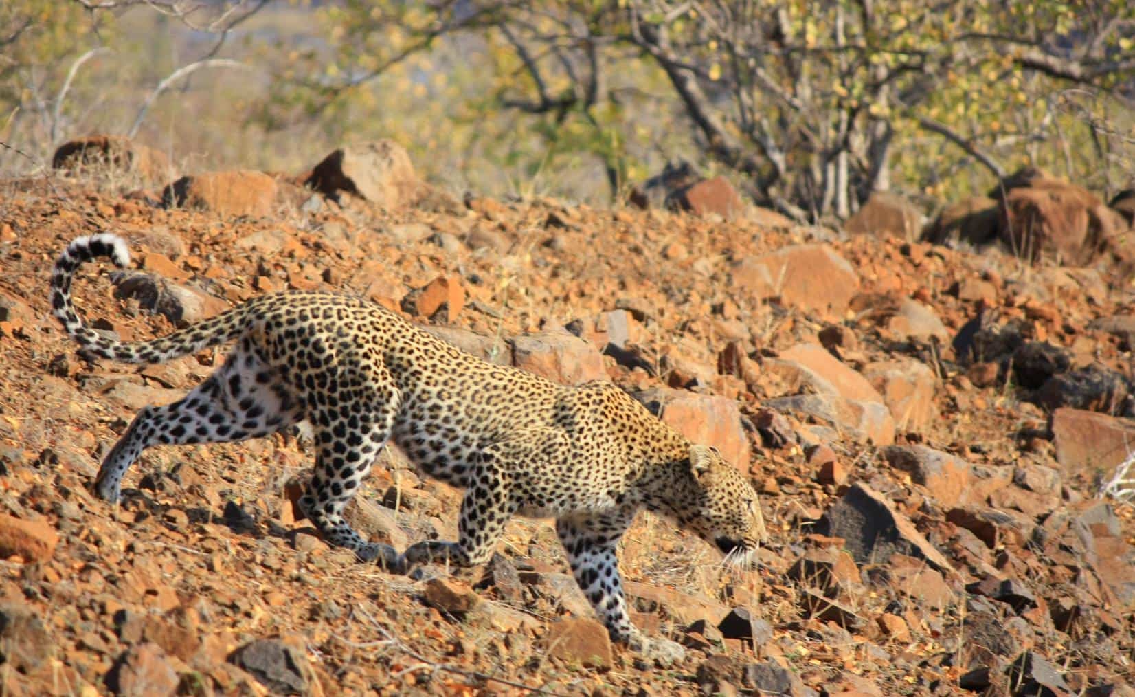 Leopard on the move. 
