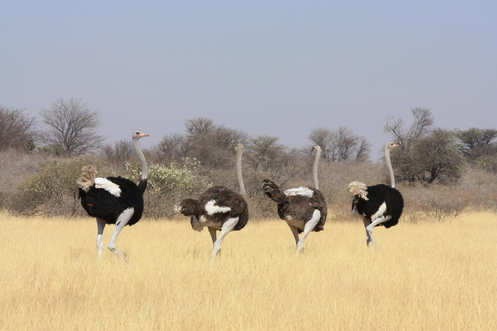 Wild ostrich roaming the Kalahari. 