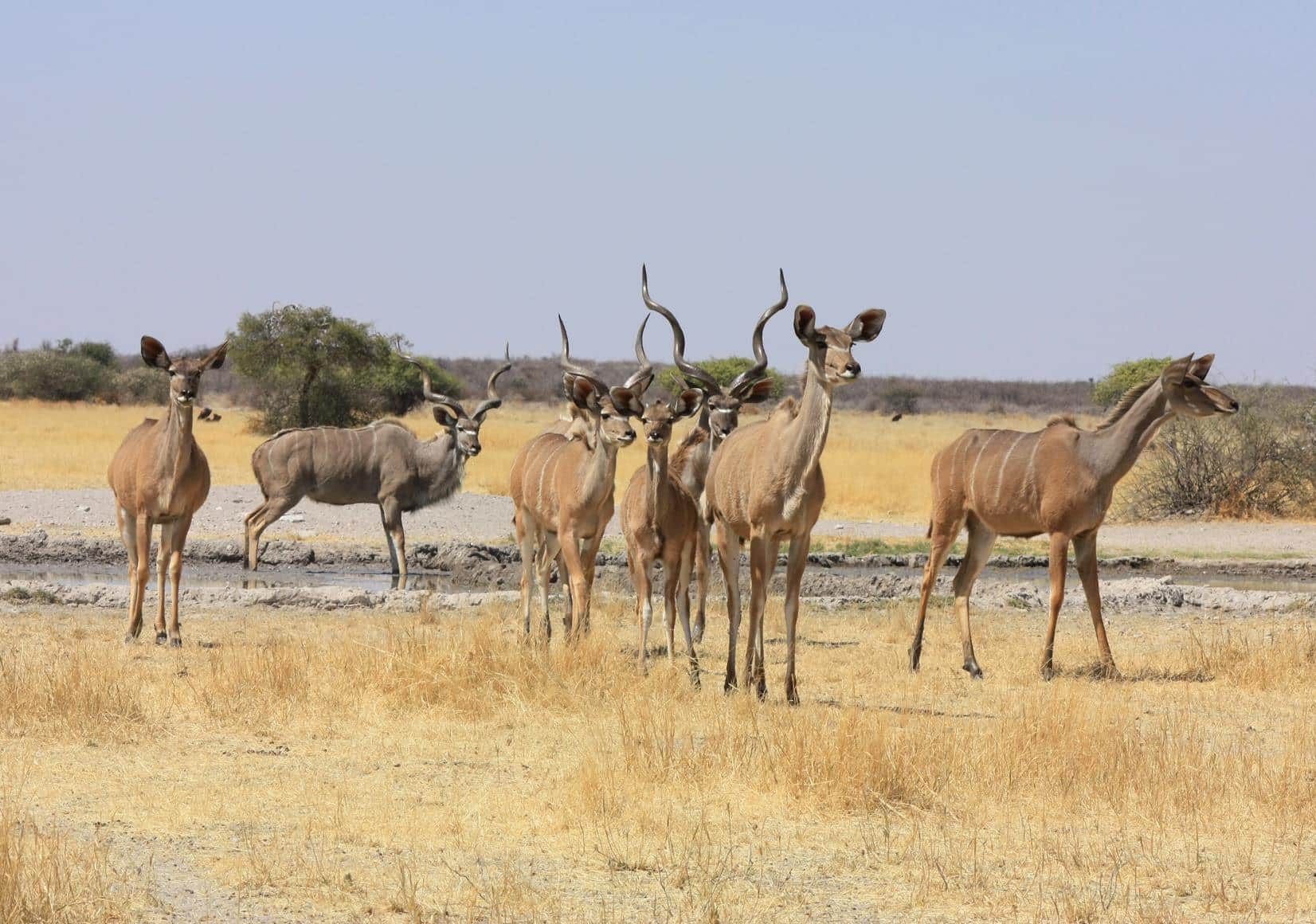 Kudu at the Piper Pan waterhole. 
