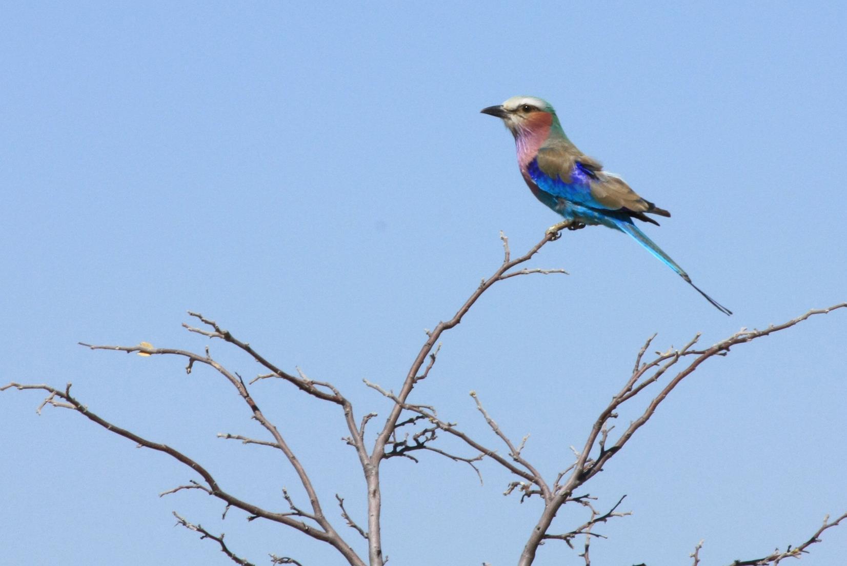 A Lilac-breasted roller. 