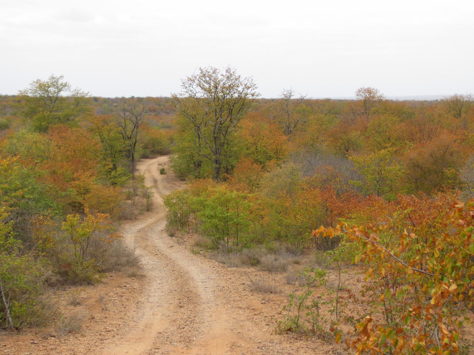 Narrow track winding through Mopane trees. 