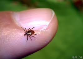 Ticks are very small, therefore you have to inspect yourself thoroughly. 
