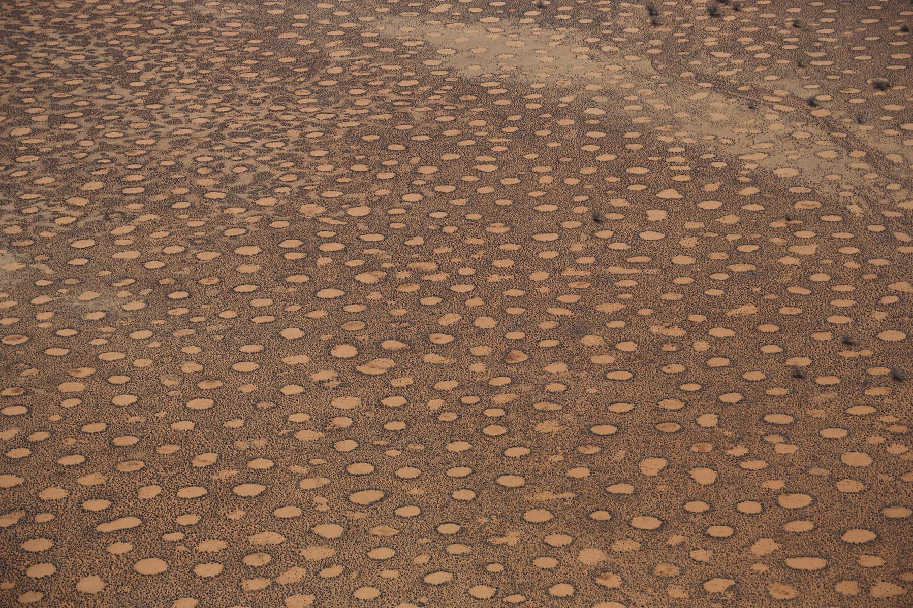 Mystery of Fairy Circles Solved