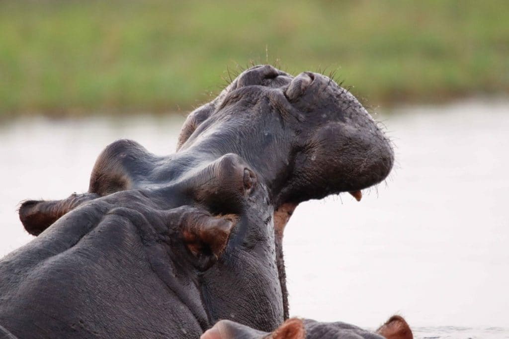 Hippo in the Chobe 