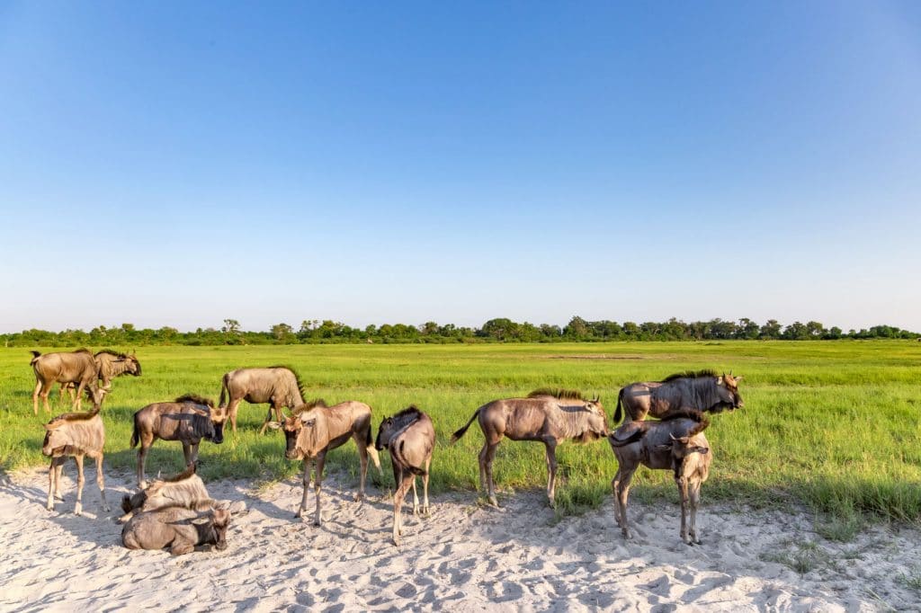 A herd of wildebeest