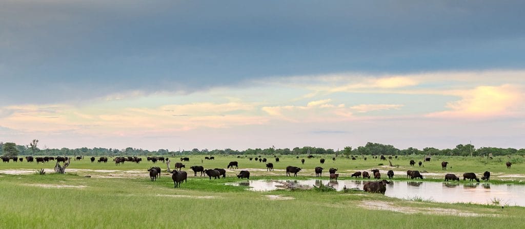 A herd of buffalo