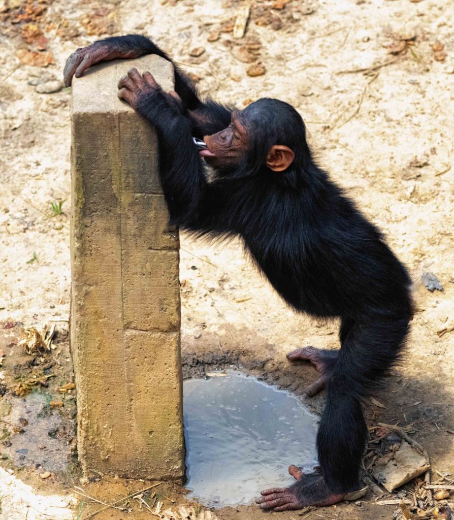 A young chimp pauses for a drink of water.